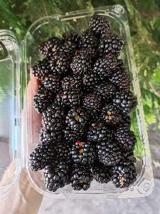 Blackberry Frozen and Puree