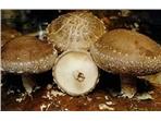 Edible Mushroom Capsule