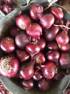 fresh onions with best price