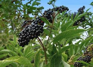 Black elderberry flowers extract