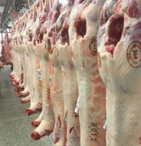 Lamb meat (HALAL Lamb meat)