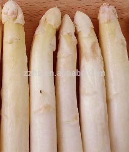 Canned White Asparagus With Whole Shape
