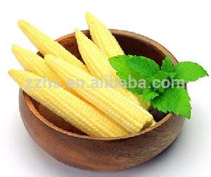 Baby Corn Processing Canned Young Corn Whole or Cut in Glass Jars DOMEE brand