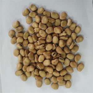 Dried Broad Beans Bulk Dry Fava Beans