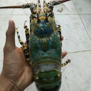 Caribbean  Spiny   Lobster  Panulirus Argus/Australian  Spiny   Lobster  Panulirus Cygnus/European  Lobster  Homarus Gammarus