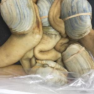 Live Geoduck Clam