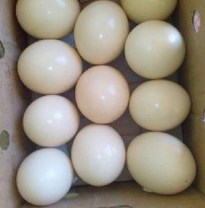  Ostrich    Fertile   Egg s.