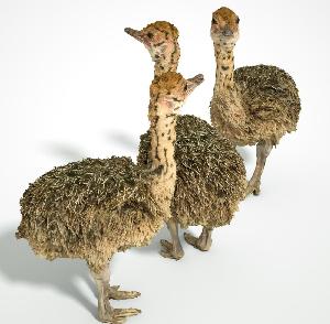 Ostrich Chicks , Fertilized Eggs,Red and Black neck ostrich chicks