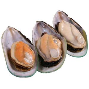 seafood shellfish live Geoduck clam