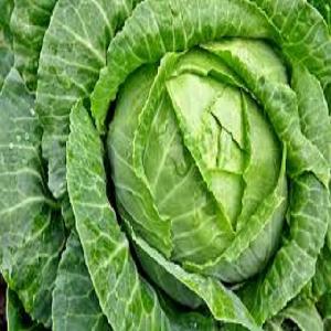 Fresh Cabbage Supplier in India