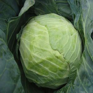 Big Cabbage's Supplier for Sale