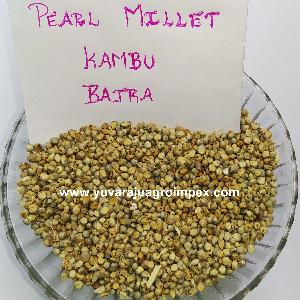 PEARL MILLET