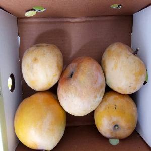Fresh Rumani Mango Export In India To Bahrain/ Kuwait /Oman