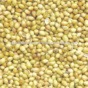High Quality Delicious Healthy Coriander Seeds  Exporter s In India To United Arab Emirates /  Pakistan  / Singapore / Sri Lanka