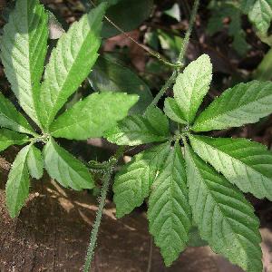 100% Natural Healthy herbal tea seven-leaf Gynostemma tea