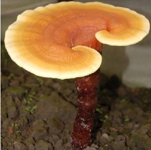 100% Natural Wild Ganoderma Lucidum Chinese Herbs Reishi Mushroom with high nutrition