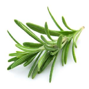  Rosemary   oil / extract /powder for hair care