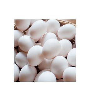 Eggs Exporter in White