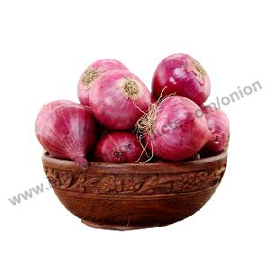 red big onion exporters from india