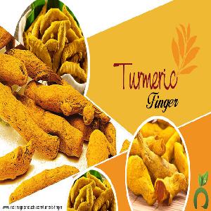 Turmeric Finger with Best Quality