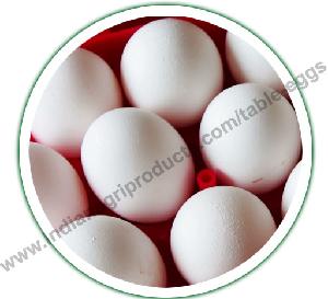  Chicken   Egg  for  Sale 