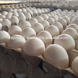 Chicken Egg Supply to bahrain market