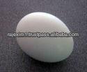 White Indian Egg Price for Oman Market