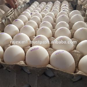 White Egg Price for INDIA