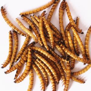 Animal Feed High Protein Supplement Dried Mealworms for Sale