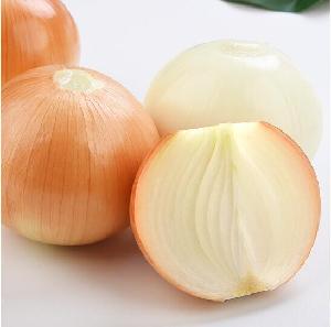 Organic vegetable fresh export quality chinese yellow onion