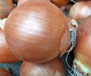 Hot Selling New Crop Fresh Onions  Export  to  Dubai 