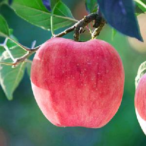 Factory directly wholesale Fresh Style Red Pink Apple fruits from China