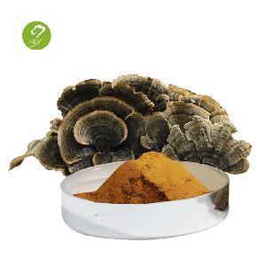 herbal turkey tail bulk package coriolus versicolor extract 30% powder