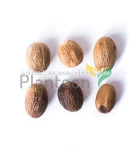  Nutmeg   whole  SS / ABCD - Myristica fragrans
