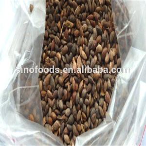Hei Song Best Quality Cheap Pine Planting Seeds