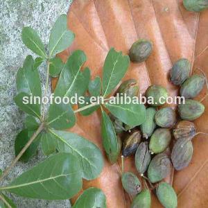 Rong Shu Bulk Planting Seeds Banyan Tree Bonsai