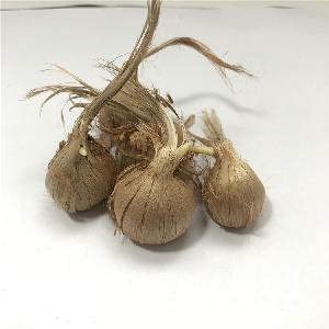 Zang hong hua Wholesale High quality iran saffron bulbs for growing
