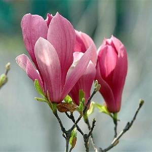 Zi Yu Lan Popular Cheap Magnolia Liliflora Seeds Plants  Nursery 