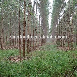 An Shu Zhong Zi Eucalyptus Seeds Plants Seeds For Landscape