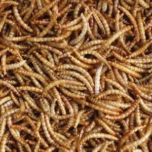 animal nutrition product 10kg/bag dried mealworms