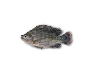 FROZEN BLACK TILAPIA/RED TILAPIA FISH WHOLE ROUND
