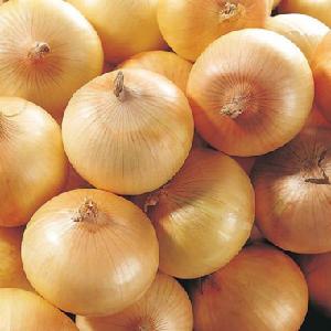 Chinese onion  price for yellow onion and lowest price fresh red onion