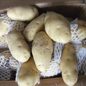 New crop holland potato seed/ potato  buyers / potato prices