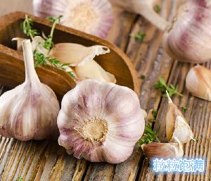garlic sri lanka chinese garlic distributor solo black garlic