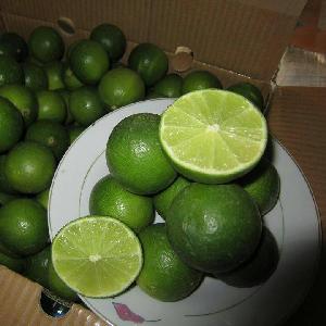 Lime Seedless  with high quality for export 2020