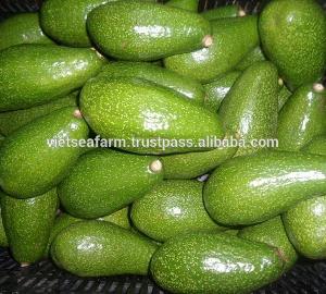 Vietnam Fresh Avocado  Fruits For Export This Year