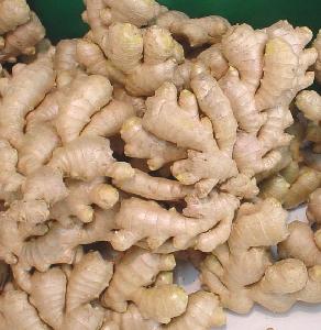 Fresh Ginger for essential oil extract