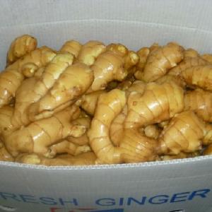 Fresh Ginger for essential oil extract