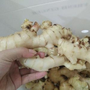 Fresh  Ginger  for essential  oil  extract