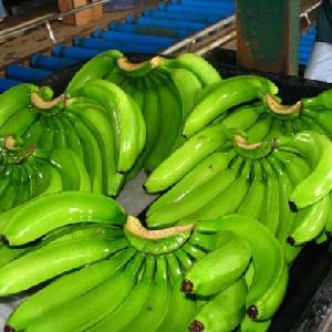 Vietnam fresh premium  grade green cavendish bananas
